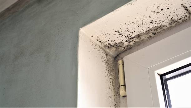 Best Water Damage & Mold Remediation  in Bridgeport, CT