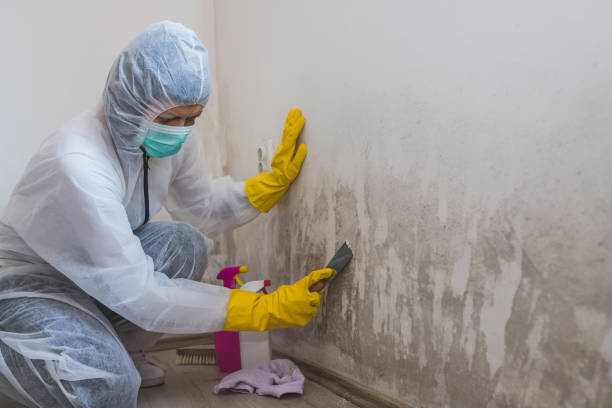 Best Asbestos and Lead Testing During Mold Inspection  in Bridgeport, CT