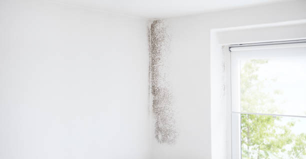 Best Attic Mold Removal  in Bridgeport, CT