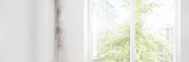 Best Post-Construction Mold Inspection  in Bridgeport, CT