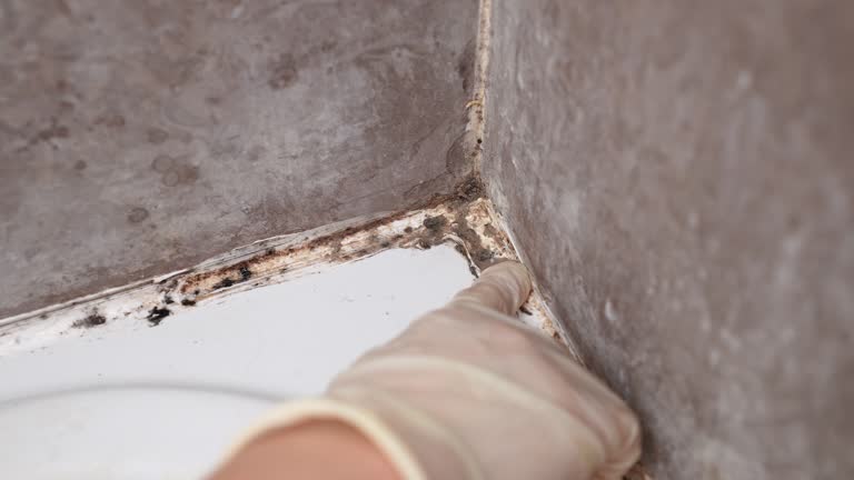 Asbestos and Lead Testing During Mold Inspection in Bridgeport, CT